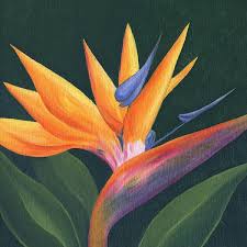 Acrylic Bird Of Paradise Painting Bird Of Paradise Paradise Painting Birds Of Paradise Flower Birds Of Paradise