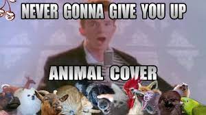 Rick Astley Never Gonna Give You Up Animal Cover Rick Astley Rick Astley Never Gonna Never Gonna