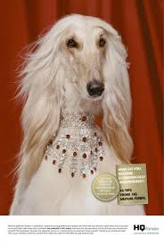Hq Mutual Funds White Rich Dog Print Ad By Dollings Ad Agency