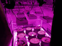 We did not find results for: Good Cheap Led Grow Lights Led Grow Lights Led Grow Grow Lights
