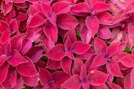 Image result for Coleus rhodesianum