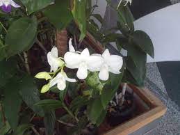 White Dendrobium Orchid Flower In Its Flower Pot White Dendrobium Orchids Dendrobium Orchids Beautiful Flowers