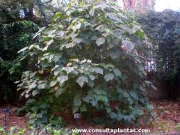 Image result for Dombeya lastii