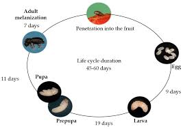 Image result for Coffea salvatrix