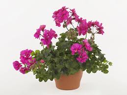 Image result for Pelargonium apetalum