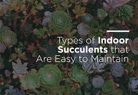 Hanging basket house plants are fabulous displayed within certain areas of the home. Types Of Indoor Succulents That Are Easy To Maintain