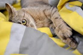 Hi, wir wollen unser kitten sterilisieren aber wann? Sterilisation Einer Katze Worin Besteht Sie Wann Sollte Dieser Eingriff Durchgefuhrt Werden Fera24 De