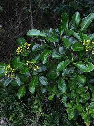 Image result for Psychotria capensis