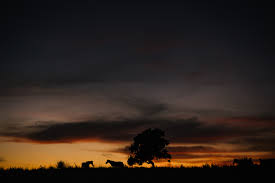 Book cheap flights to senja: Prewedding Destination Sumba Ivana Chris By Diktat Kadek Diktat Photography