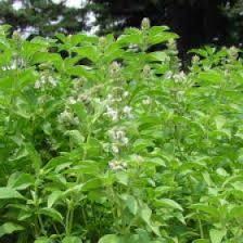 Image result for Ocimum americanum