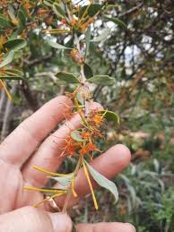 Image result for Oncocalyx bolusii