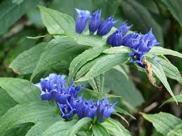 Image result for Gentiana asclepiadea alba