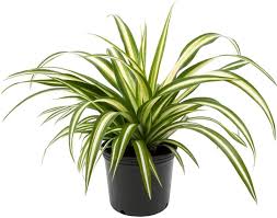 Regular price sale price $19.99. Amazon Com American Plant Exchange Spider Plant Easy Care Live 6 Pot Indoor Outdoor Air Purifier Garden Outdoor