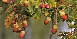 The beautiful red oak is a native tree that provides cooling shade from the summer heat. Types Of Oak Trees With Their Bark And Leaves Identification Guide