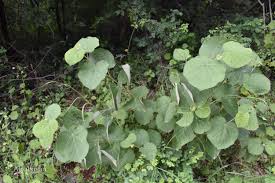 Image result for Grewia villosa