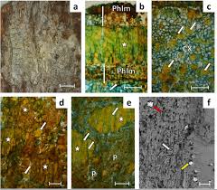 Image result for Monotes africanus