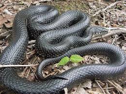 Carefully, i looked around and saw the snake trying to climb the wall looking for a place to hide, but still pretty calm. Common Snakes In The Blue Ridge Mountains