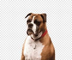 Boxer Airedale Terrier Kopek Dogurmak Ong S Sapka Kanis Kopek Png Pngegg