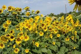 Nov 21, 2017 · wax begonia can be very tricky to grow from seed. Genetic Advances Hold New Promise For Sunflowers Profitable Future Harvest Public Media