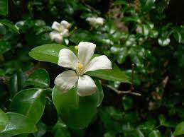 Magnolia Flower In Bengali Best Flower Wallpaper