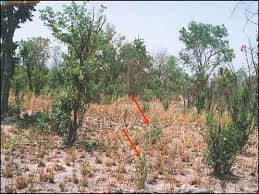 Image result for Andropogon pseudapricus
