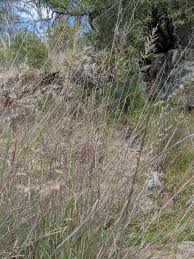 Image result for Arundinella nepalensis