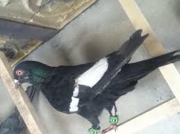 Andre Pereira Adli Kullanicinin Best Pigeon Panosundaki Pin Guzel Kuslar Kus