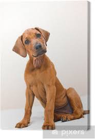 Image result for rhodéský ridgeback