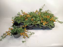 Image result for Lotus berthelotii