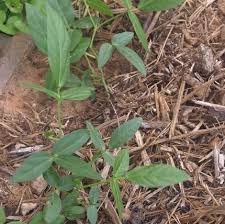Image result for Vigna vexillata