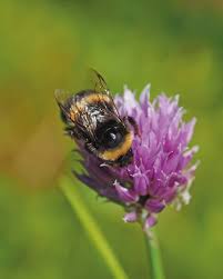 We did not find results for: Pollinator Decline Implications For Food Security Environment Scientia Global