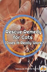 Rescue remedy pet drops are the most popular natural stress reliever for cats and other pets. Rescue Remedy For Cats Does It Really Work Our Pets Health