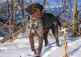 It is sometimes considered to be dutch in ancestry, due to the nationality of the breed founder, eduard karel korthals. Wirehaired Pointing Griffon Dog Breed Information And Pictures