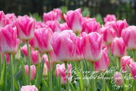 Tulips shyly smiling, greet the spring tightly closed when at first we meet tulips slowly opening, begin to sing gaining volume ever sweet. Quotes About Tulips 52 Quotes