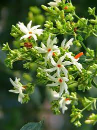 Cultivating Night Blooming Jasmine Near Your Bedroom Window Dream Of Men You Ve Always Longed For Gwen Dav Flowers Photography Indian Flowers Night Flowers