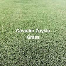 Zoysia grasses require a thick and sturdy root so they can grow up. Why Pick Cavalier Zoysia Grass Houston Grass Sugar Land Pearland