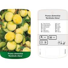 Image result for prunus domestica renkloda althana