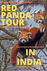 The Red Panda Is The Most Adorable And Fascinating Animal On The Planet Singalila National Park Has A Burg Panda Tour India Tour Asia Travel Beautiful Places