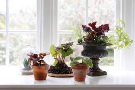We did not find results for: Houseplant Help 5 Tips To Keep Finicky Begonia Rex Alive Gardenista