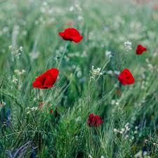 We provide a reliable, inside voice on what is happening on the ground in israel and are committed to candid and straightforward reporting of israeli news, events and current affairs. We Are United From Jerusalem With Love By Israel News Talk Radio