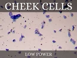 Cheek cells are easy to obtain and easy to see under a microscope. Cells Under A Microscope By Jaimarie Nelson