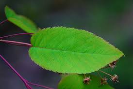 Image result for Amelanchier laevis