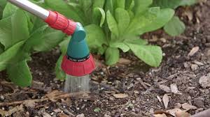 The best time of day to water your vegetable plants is early in the morning. Watering Flowers Best Timing Signs Of Overwatering Tools To Use
