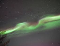 Fox Alaska Aurora Borealis Northern Lights Alaska Winter Northern Lights