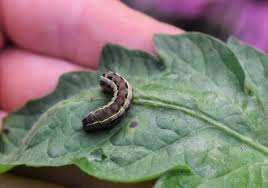 Remove weeds to reduce the number of sites where worms can lay eggs. Holes In Tomatoes How To Kill Tomato Fruitworms Hidden Springs Homestead