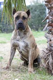 Available presa canario dogs and puppies. 22 Presa Canario Ideas Presa Canario Dogs Cane Corso