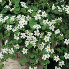 Pin On White Garden Cottage