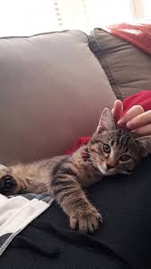 10 things every cat lover can be thankful for on thanksgiving cattime kediler ve yavrulari sevimli kedi yavrulari sevimli hayvan yavrulari