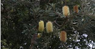 Image result for Bivinia jalbertii