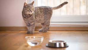 Don't punish a cat for meowing. My Cat Won T Drink Water Your Cat